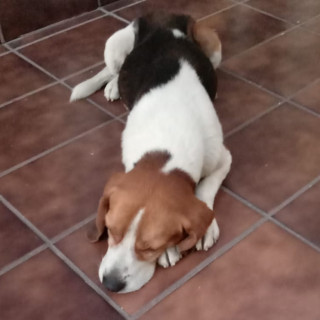  | Raza Beagle | Encontrado