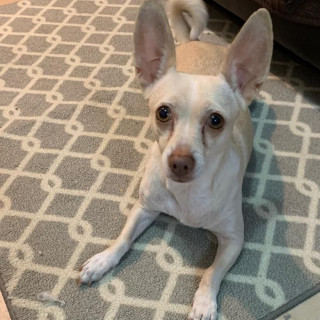 KIRA | Raza Chihuahua | Final Feliz