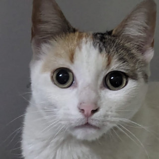 BLANCA | Raza Calicó de pelo corto | Perdida