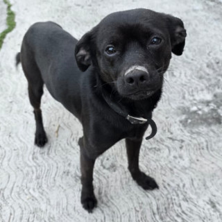  | Raza Mestizo, posible cruza de Chihuahua con Dachshund o Salchicha,  (Chiwinnie) | Encontrado