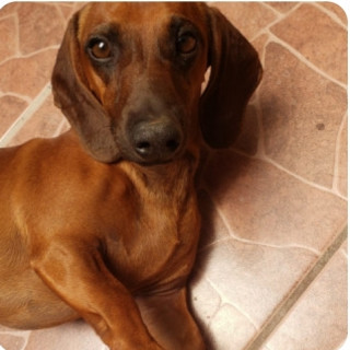 ROMEO | Raza Dachshund o Salchicha  | Perdido