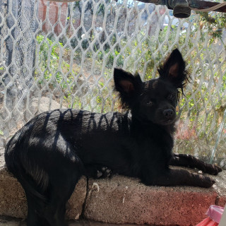 GABANNA | Raza Chihuahua | Perdida