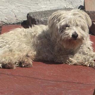 Foto de ANGUS