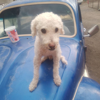 MAX | Raza French Poodle o Caniche | Perdido