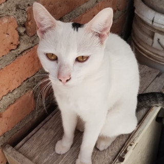 JENNY | Raza Doméstico Américano de Pelo Corto | Perdida