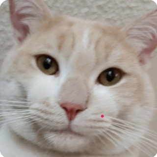 SAM | Raza Doméstico Américano de Pelo Corto | Perdido