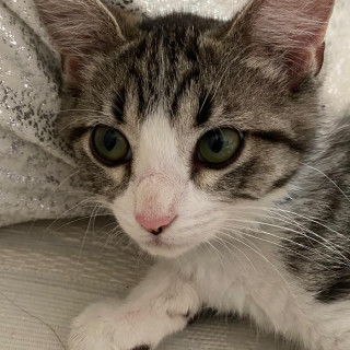 PIKY | Raza Doméstico Américano de Pelo Corto | Perdida