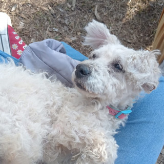 BORBUJA | Raza French Poodle o Caniche | Perdida