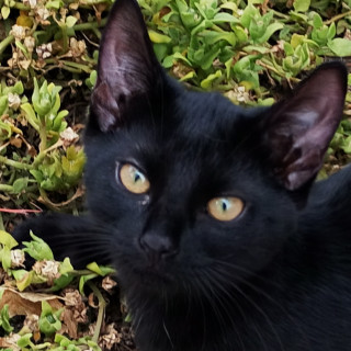 Foto de TOSTADITO