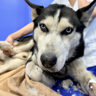  | Raza Husky Siberiano | Encontrado
