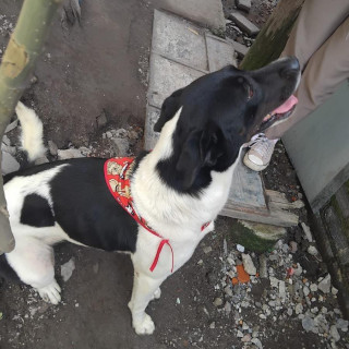 HELA | Raza Mestiza | Perdida