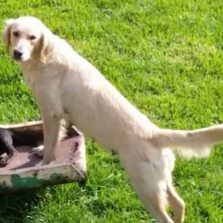RAMONA | Raza Mestiza, cruza de Golden Retriever | Final Feliz