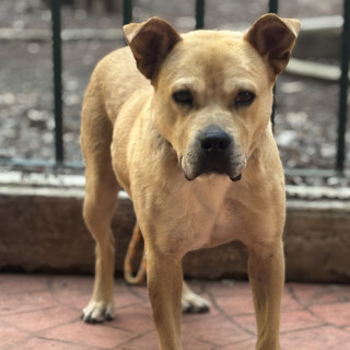 LEO | Raza Mestizo, cruza de American Pitbull Terrier | Final Feliz
