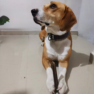 POPEYE | Raza Mestizo, cruza de Beagle | Final Feliz