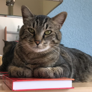Foto de TUTIS