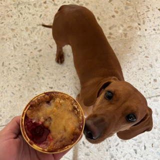 LORENZA | Raza Dachshund o Salchicha  | Final Feliz