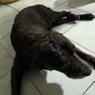 GOLI | Raza Labrador  | Perdido