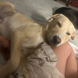 GUAPO | Raza Mestizo, cruza de Labrador | Perdido