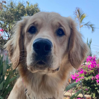 SIMBA | Raza Golden Retriever  | Final Feliz