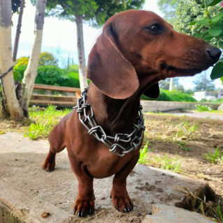 JACK | Raza Dachshund o Salchicha  | Perdido