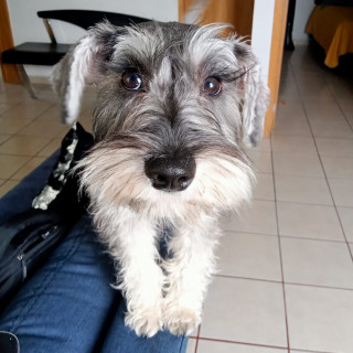 NALA | Raza Mestiza, cruza de Schnauzer | Final Feliz