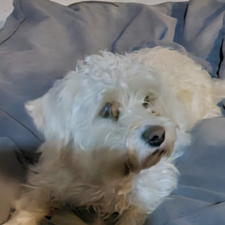 MINATO | Raza Mestizo, cruza de Maltés | Perdido