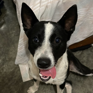 ZEUS | Raza Mestizo, cruza de Border Collie con Jack Russell Terrier | Perdido