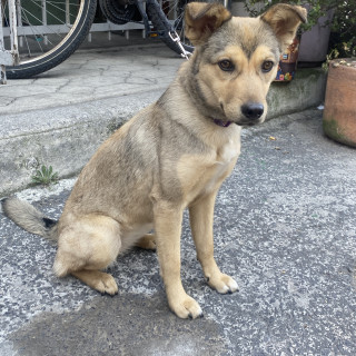  | Raza Mestiza | Encontrada