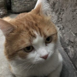 IKKI | Raza Doméstico Americano de Pelo Semilargo | Perdido