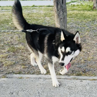 CHEWBACCA | Raza Husky Siberiano | Perdido