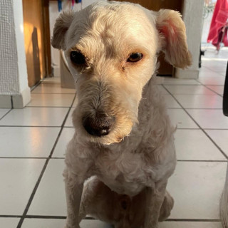 TINTÍN | Raza Maltés | Perdido