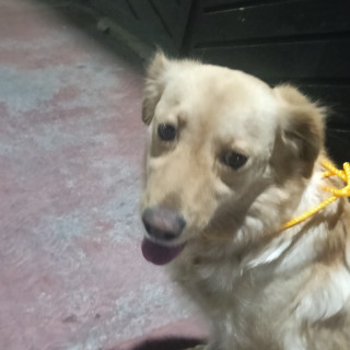  | Raza Mestiza, cruza de Golden Retriever | Encontrada