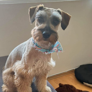 REXY | Raza Schnauzer | Final Feliz