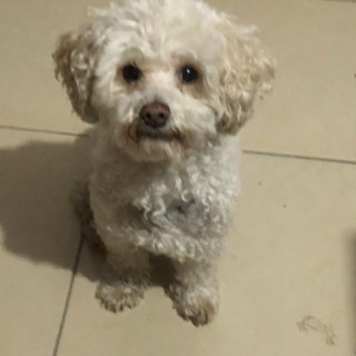 LUCKY | Raza French Poodle o Caniche | Final Feliz