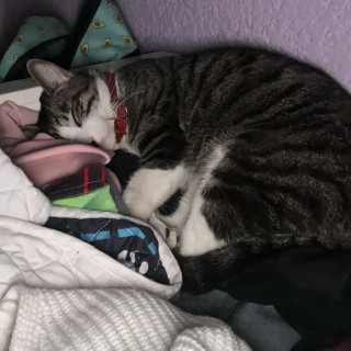 COCO | Raza Doméstico Americano de pelo corto | Perdido