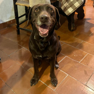  | Raza Mestiza, cruza de Labrador | Encontrada