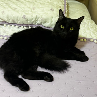 NEGRITO | Raza Angora Turco Negro | Final Feliz