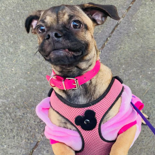 MEGAN O CHATA | Raza Pug o Carlin | Final Feliz