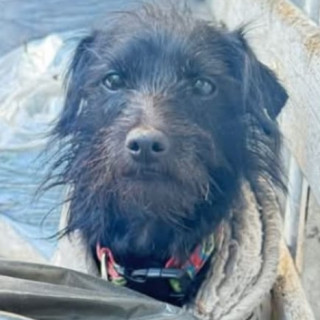 MAX | Raza Mestizo, cruza de Schnauzer | Perdido