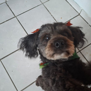 Foto de NEGRA