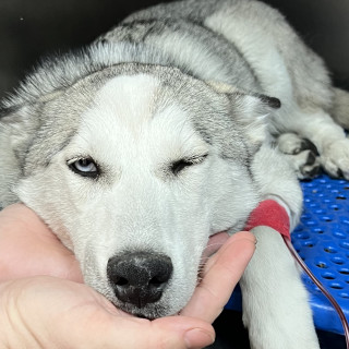  | Raza Husky Siberiano | Final Feliz