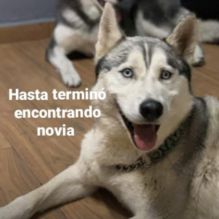 ROCKY | Raza Husky Siberiano | Perdido
