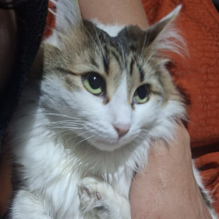 FEY | Raza Doméstico Americano de pelo semilargo | Final Feliz