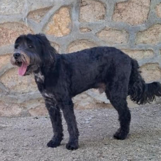 HENRY | Raza Mestizo | Perdido