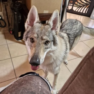 AGNES | Raza Perro Lobo de Czech o Checoslovaco | Perdida