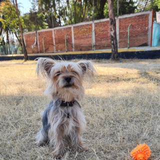 GUS | Raza Yorkshire Terrier (Yorkie) | Perdido