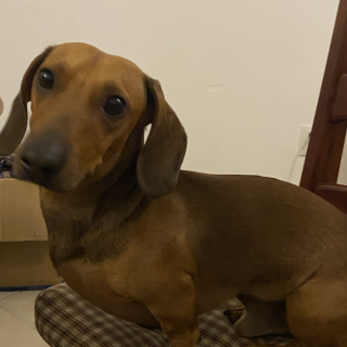  | Raza Dachshund o Salchicha  | Encontrado