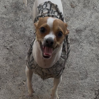 RON | Raza Chihuahua | Perdido