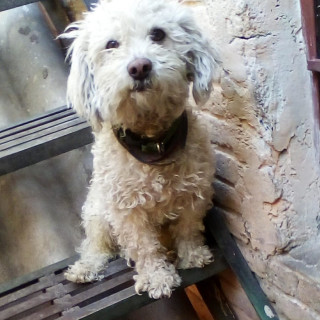 PULGAS | Raza Mestizo,  cruza de French Poodle | Perdido