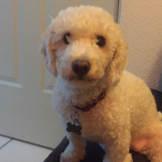 LUNA | Raza French Poodle o Caniche | Perdida